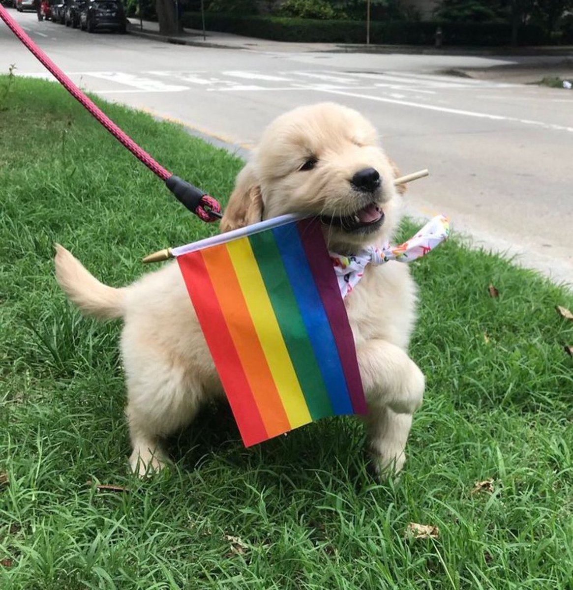 prideukorg's tweet image. Pride pooch π³οΈβππΎ