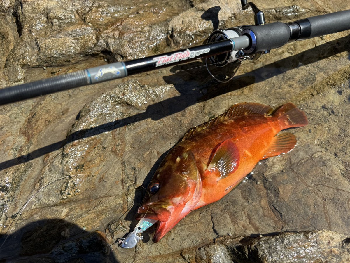 tatsuya0721y's tweet photo. バルトはミドルのスイミング
房総ショアロック☝️
熱くなって来たかも⁉️
#ECOGEAR
#サーフヘッド
#バルト
#NORIESOCEAN
#RPO86ZXHC2
#FLATFISHPROGRAMMU
#シューティングサーフ96カスタム
#DUEL
#ArmoredーFーPlusーpro1号
#魚に見えないピンクフロロ25lbs
#DECOY
#SHIMANO
#SWANS偏光
#房総半島 https://t.co/Ug4vyOQ9Kv