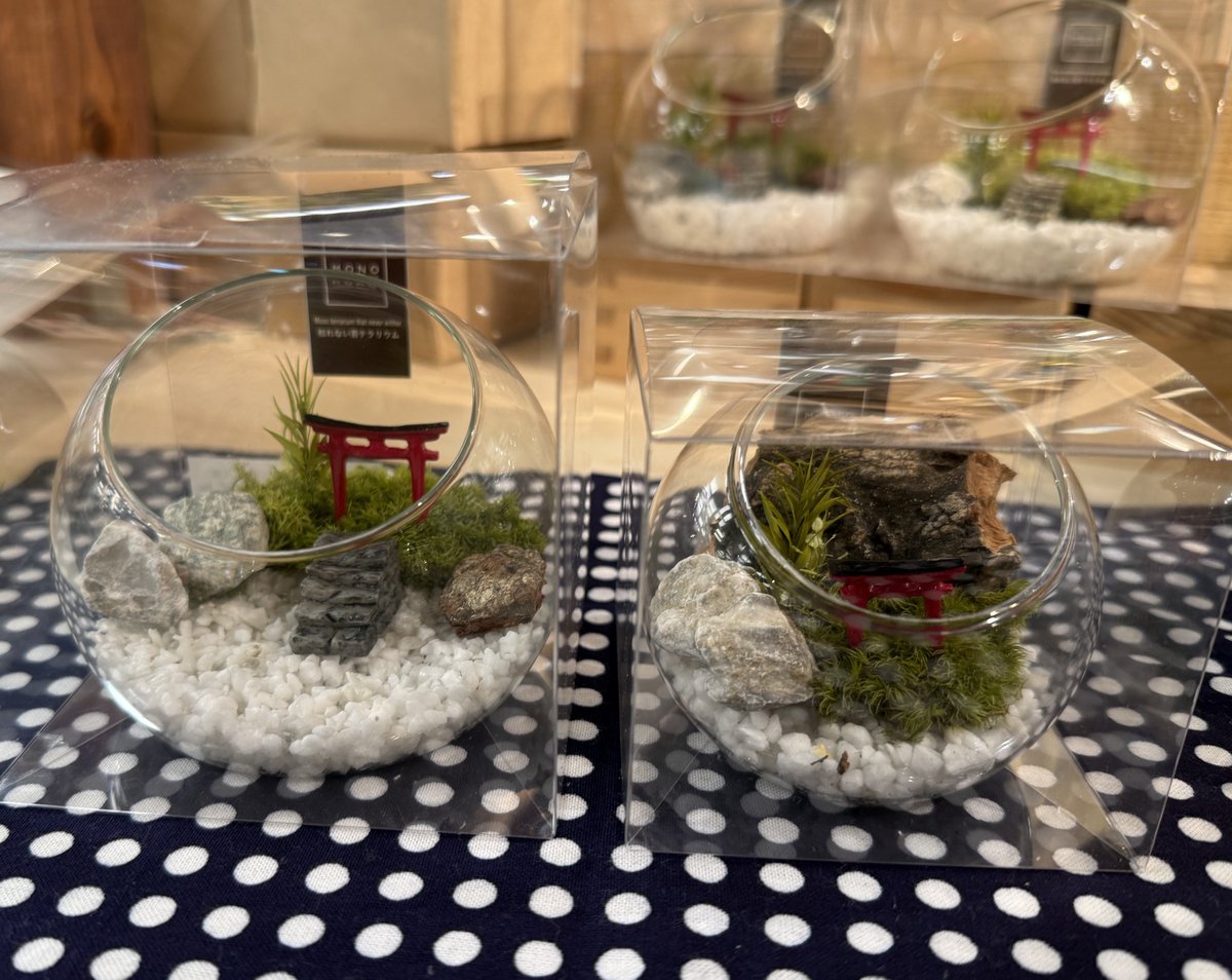 ＼小さなガラスで感じる風流／
👉枯れない #苔テラリウム
特殊な加工が施された苔で、
水やりや霧吹きも不要✨
お洒落な和の雰囲気を感じられる
手軽なインテリアとして楽しめます。
贈りものとしてもおすすめです💚

◇１階