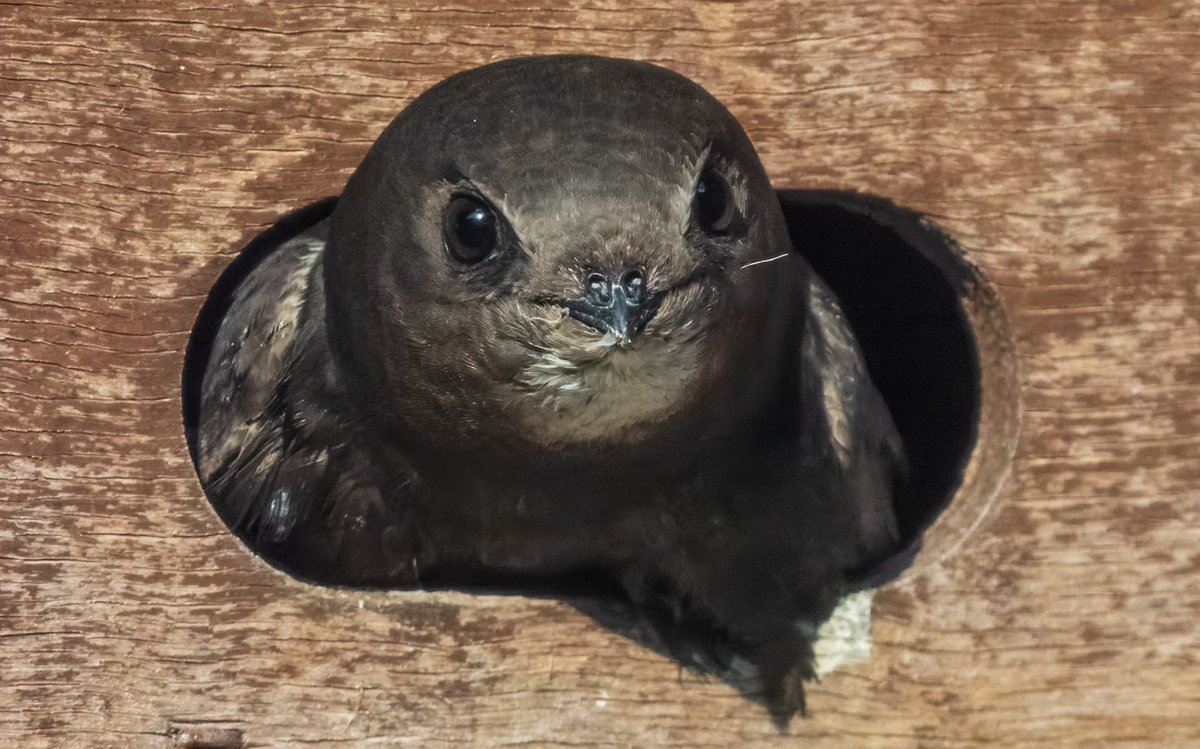 Andrew Fusek Peters (@2peters) on Twitter photo A swift exit at our local church all the nest boxes are busy! #swiftawarenessweek OM1, 150-400 and 2x <a href="/Natures_Voice/">RSPB</a> <a href="/BirdwatchExtra/">Birdwatch</a> <a href="/BTO_GBW/">BTO Garden BirdWatch</a> <a href="/IoloWilliams2/">Iolo Williams</a> <a href="/ChrisGPackham/">Chris Packham</a> <a href="/patrick_barkham/">Patrick Barkham</a> <a href="/BBCSpringwatch/">BBC Springwatch</a> <a href="/BBCCountryfile/">BBC Countryfile</a> A swift exit at our local church all the nest boxes are busy! #swiftawarenessweek OM1, 150-400 and 2x <a href="/Natures_Voice/">RSPB</a> <a href="/BirdwatchExtra/">Birdwatch</a> <a href="/BTO_GBW/">BTO Garden BirdWatch</a> <a href="/IoloWilliams2/">Iolo Williams</a> <a href="/ChrisGPackham/">Chris Packham</a> <a href="/patrick_barkham/">Patrick Barkham</a> <a href="/BBCSpringwatch/">BBC Springwatch</a> <a href="/BBCCountryfile/">BBC Countryfile</a>