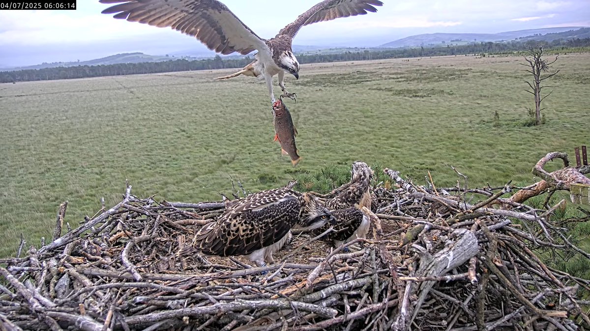 Flying fish.  Dad brings breakfast.  He will keep feeding the Bobs till they migrate in early September, a few weeks after Mum has set off.
#FoulshawOspreys