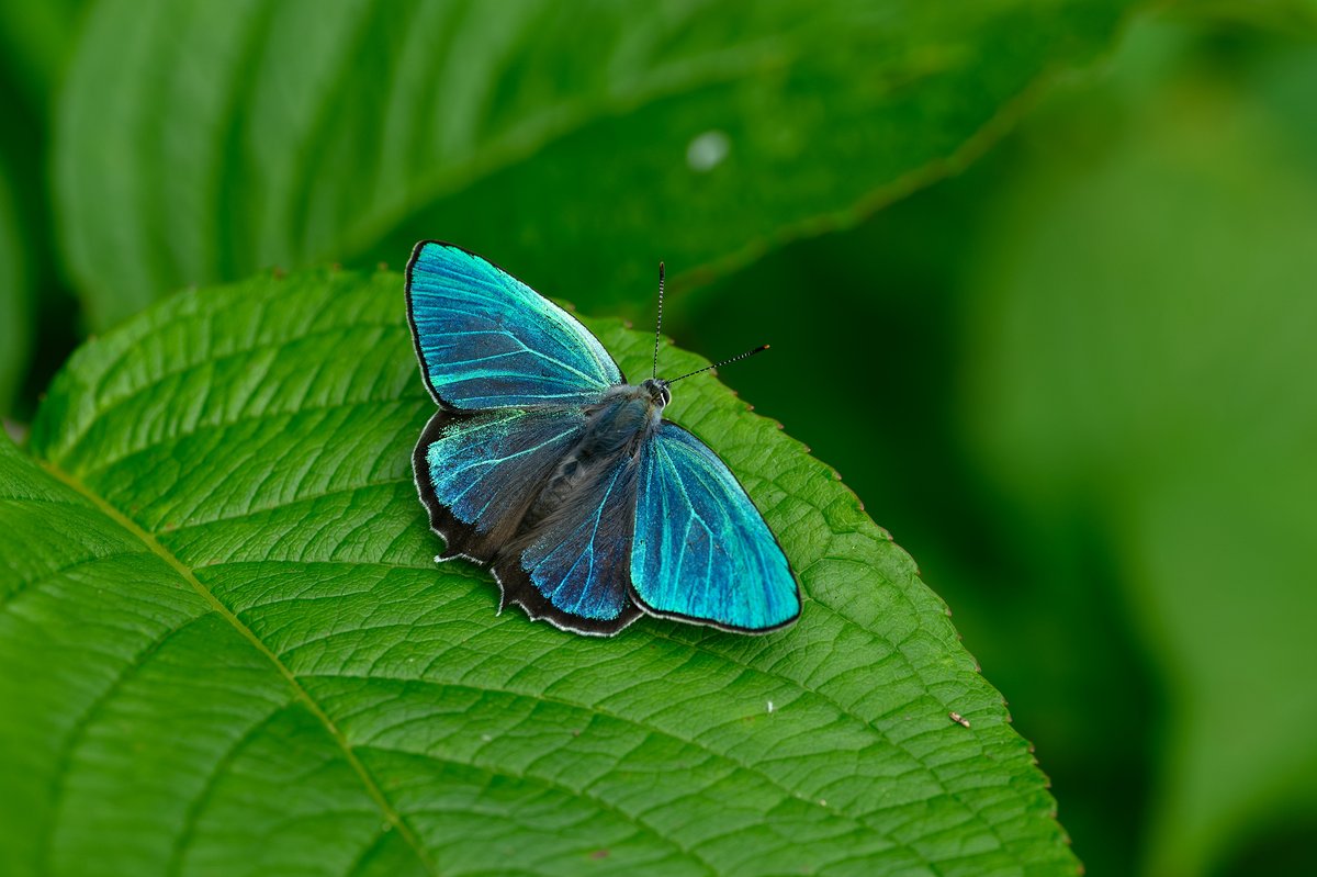 KUDO Seiya tweet media