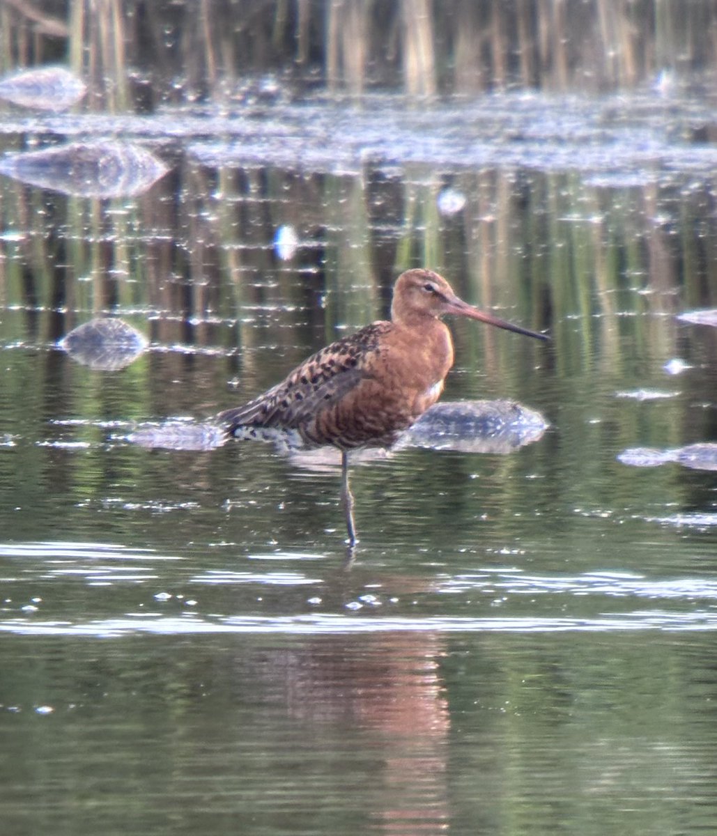 groughgruff's tweet image. Very nice summer plumaged Black-tailed Godwit currently on West Scrape @RSPBMiddleton @MercianBirding @Staffsbirdnews