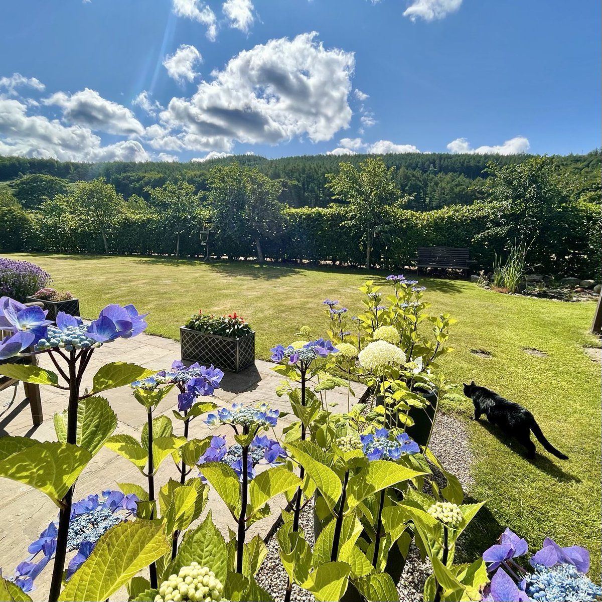 Nicky13Johnson's tweet image. Wishing you a fabulous Friday from North Yorkshire 馃槉That鈥檚 my Jenson 馃悎鈥嶁瑳photobombing馃槀