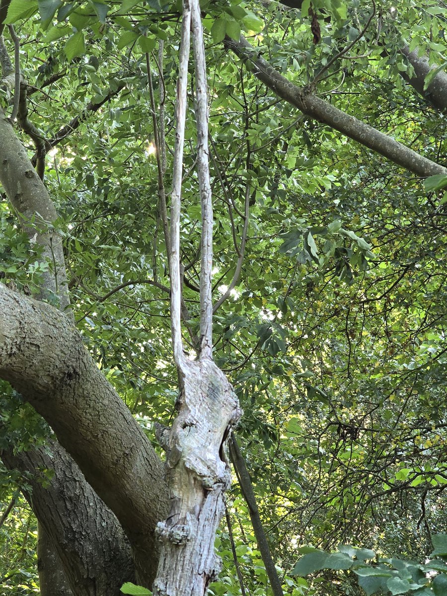 #Pareidolia of the day - a horned yawning/screaming face in a dead tree