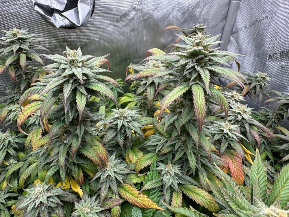 Resilient, Beautiful and Sticky 🪙 Saving code: CANAKUSH🪙 
 buff.ly/FdYNiOA