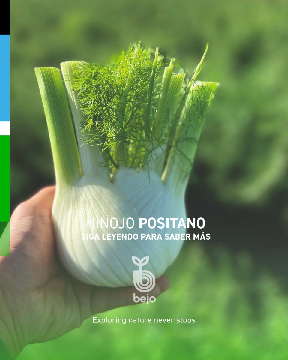 BejoEspana's tweet photo. ¿Ya estás planificando tu campaña de hinojo? 🌱

📅 Es el momento de definir variedades y ajustar el calendario de trasplante.
Y no puedes dejar fuera a POSITANO, nuestro hinojo de ciclo medio y planta vigorosa.

https://t.co/F92AwudkY5 https://t.co/Pyc2wMQShe