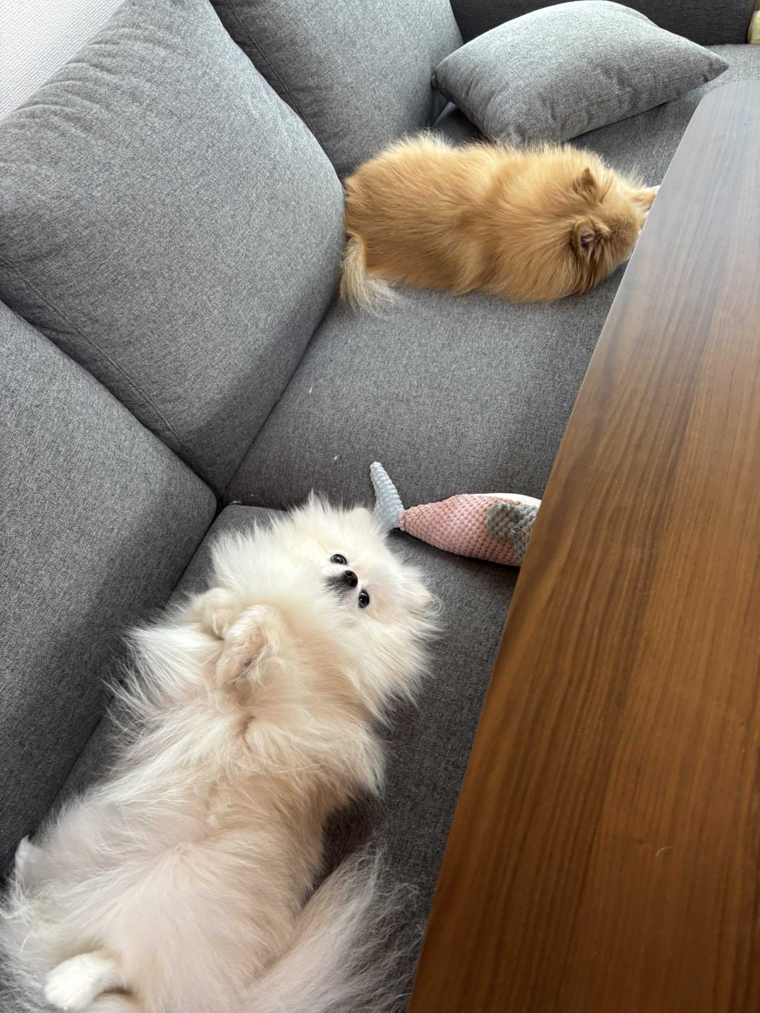 あぐ(7)うに(2)🐾🐾 (@chirimenchaco) / X