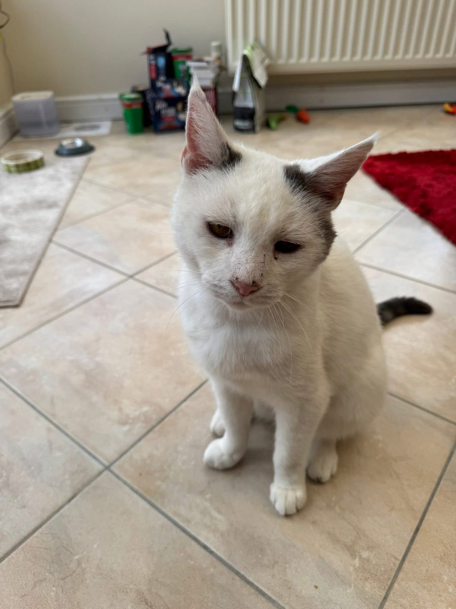 Today I think of dear Lenny and all the humans who loved him. ❤️❤️❤️#HedgewatchforLenny