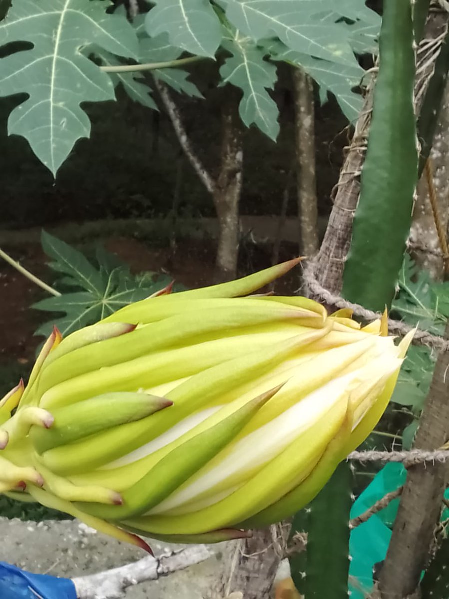 ഡ്രാഗൺ ഫ്രൂട്ട്