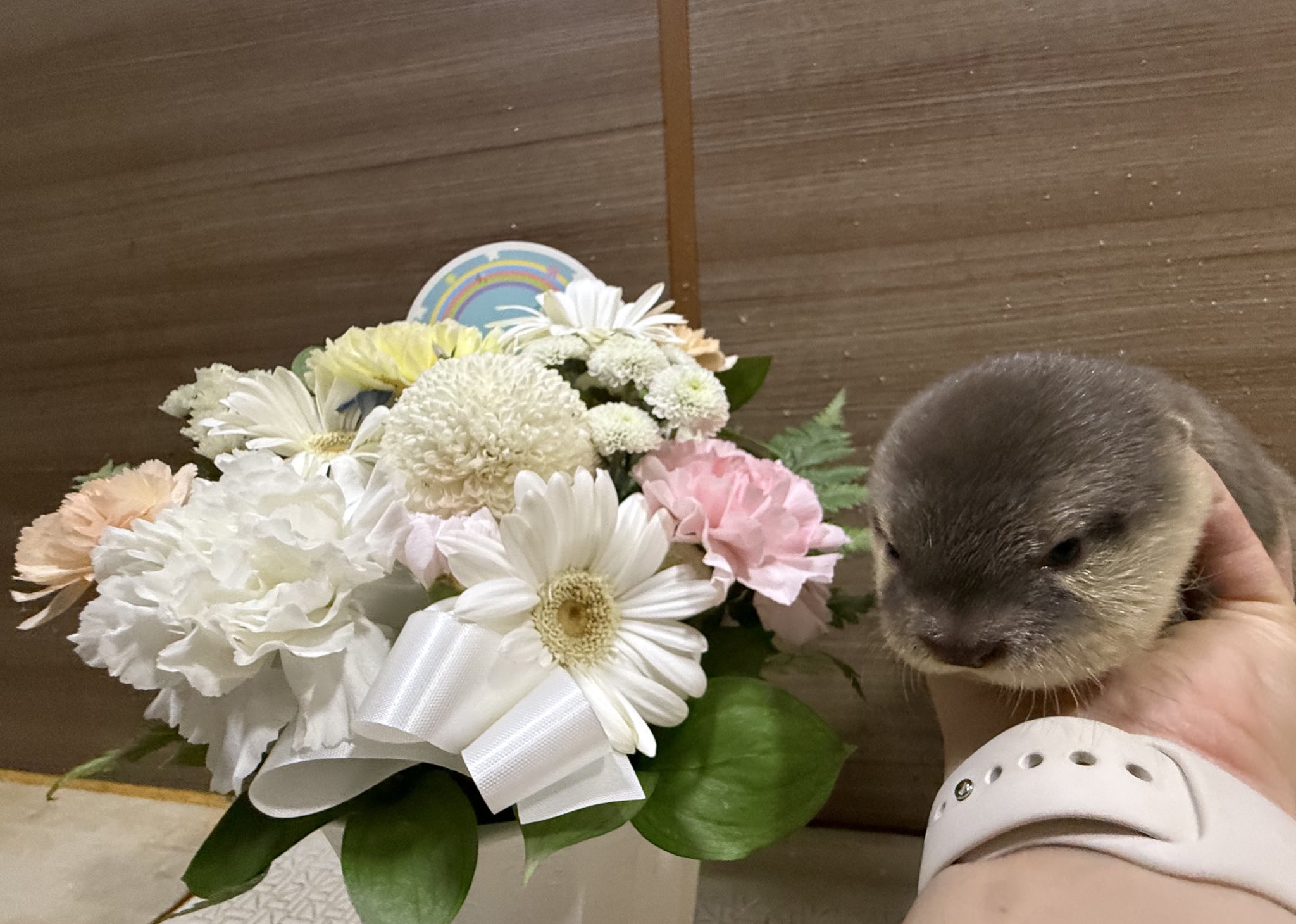 希少  激レア 作家さん手作り カワウソ 楽天市場】ニードルフェルトで作る 可愛い嘘のカワウソ キット