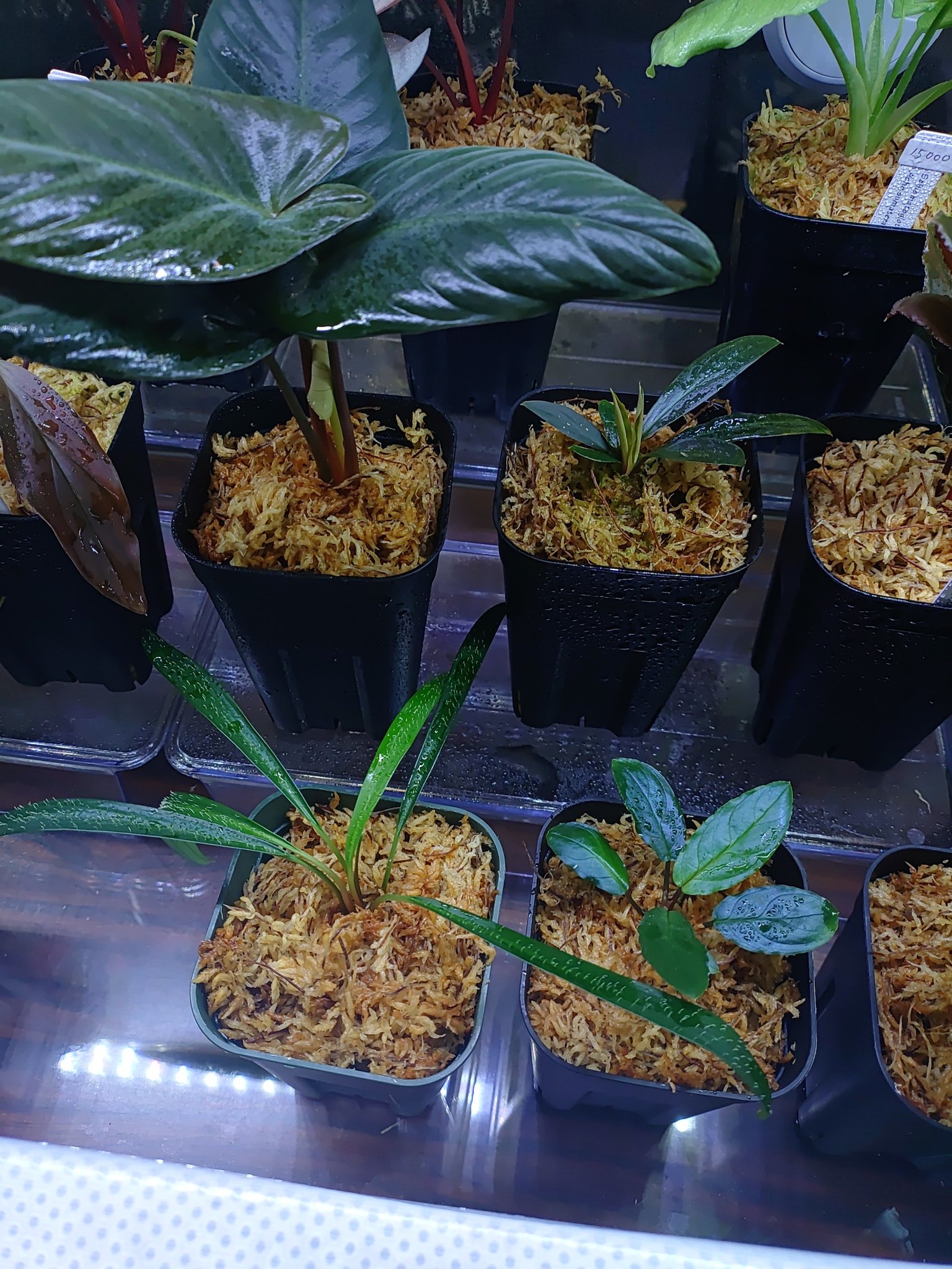 ①増殖株 Homalomena TEMPER BLUE ホマロメナ 【公式通販】