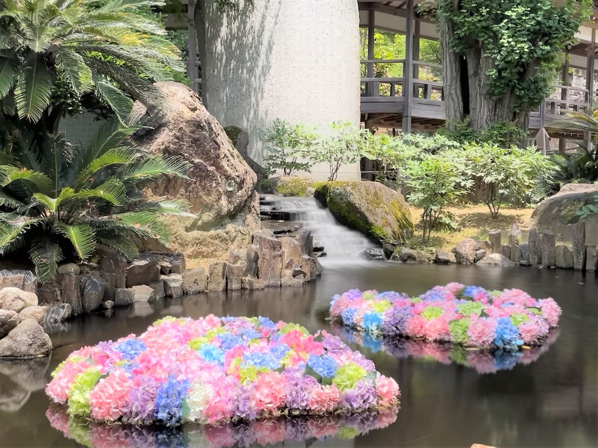💠雨引観音あじさい開花状況💠 7/3.4の雨引観音のあじさいの開花状況