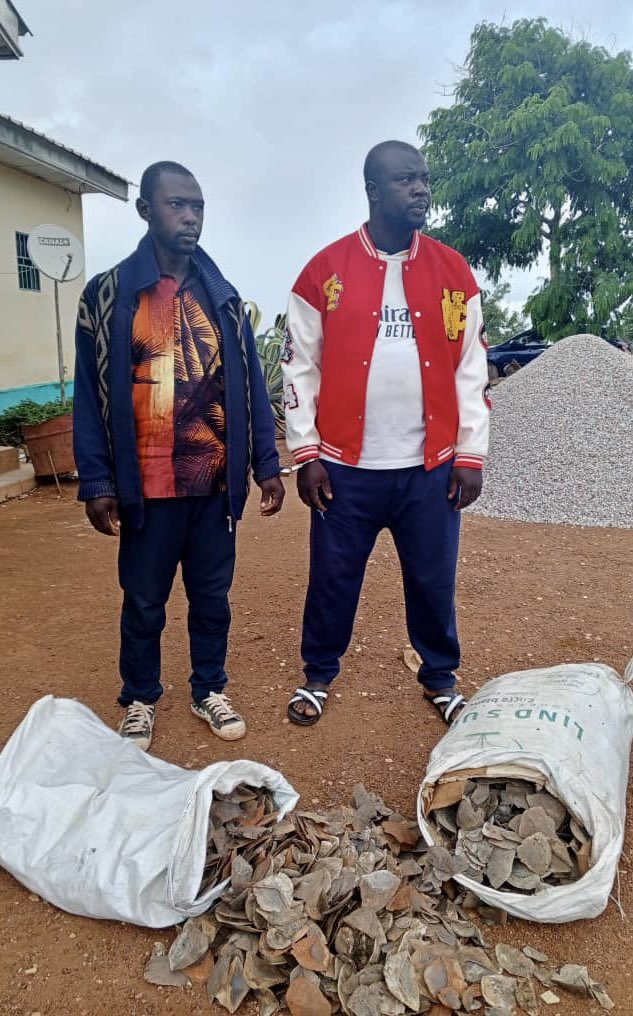 Cameroon - 2 traffickers arrested with more than 70kg Giant Pangolin scales, representing the slaughter of at least 35 individuals of this rare species and a mere snapshot of the constant ongoing killing generated by these traffickers. 
Good  work of LAGA with the authorities.