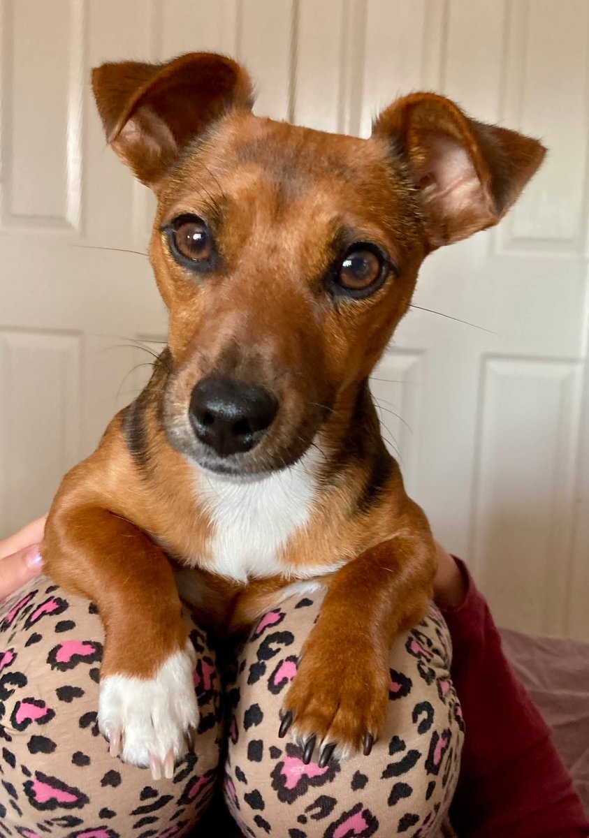 millypod1's tweet photo. 🆘3 July 2025 #Lost Nala #ScanMe
Tan /Black/White Jack Russell Terrier Female
#Lillington #Sherborne #Dorset #DT9
https://t.co/CBjpDnvTrG https://t.co/SajVpV6CVA