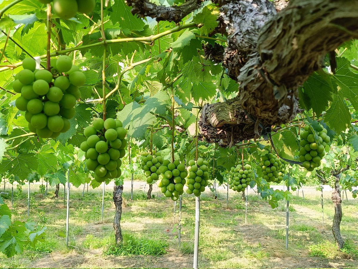 袋掛け直前です！
今年も大きく、甘くなりますように👏
#今日のぶどう