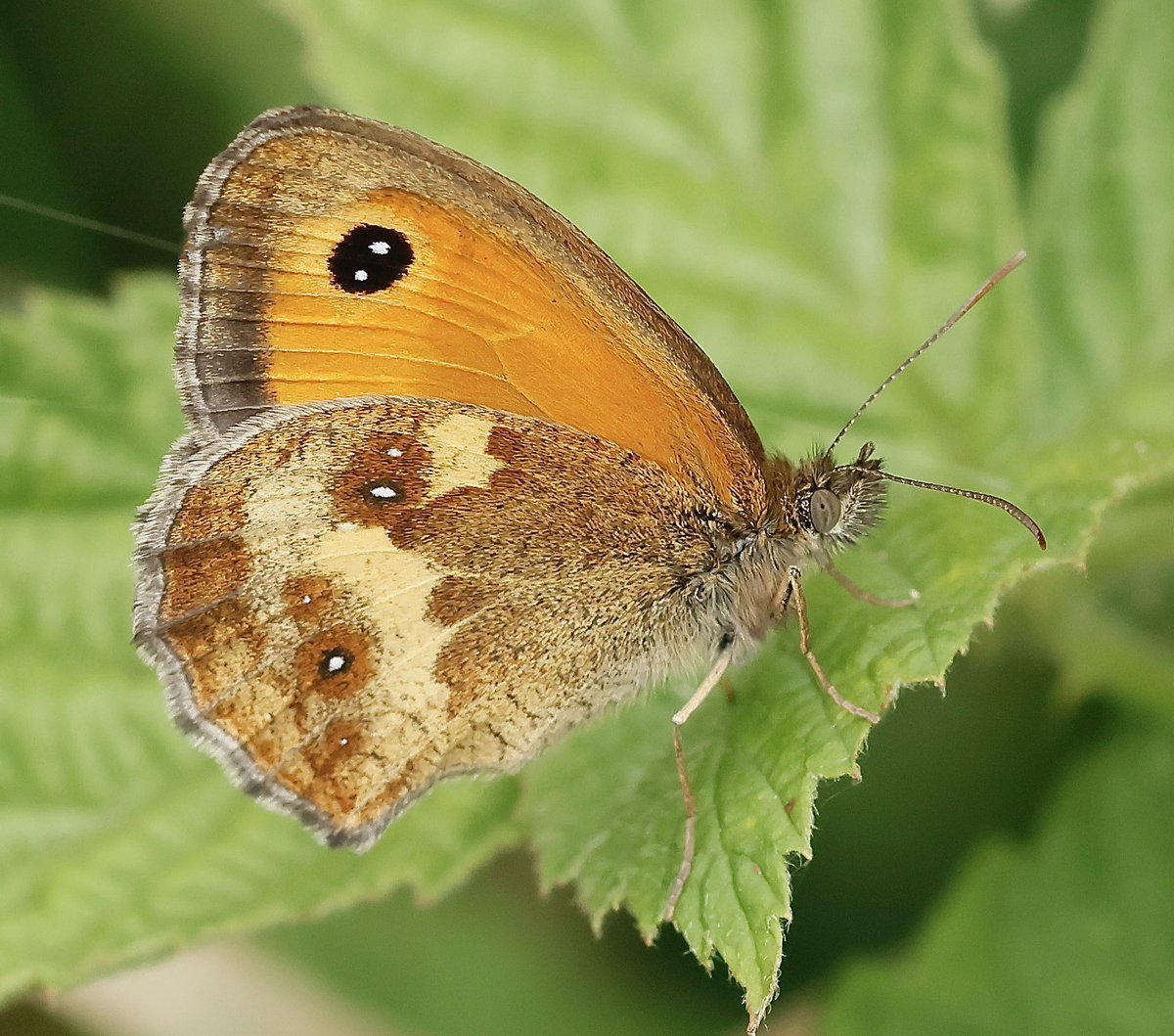 nikols_steve's tweet image. Gatekeeper, Brandon Marsh. @BCWarwickshire @savebutterflies @WKWT