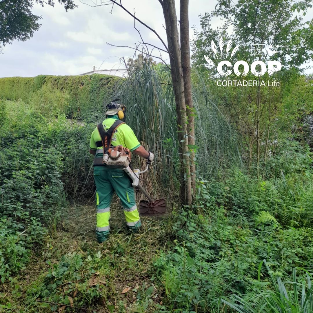 stopcortaderia's tweet image. 🔥 ¡Victoria en #Lamadrid!
Nuestras brigadas eliminan la #invasora #Cortaderia y siembran herbáceas nativas para devolverle vida al territorio.
🌱 Cada semilla, un acto de resistencia ecológica.
💪 ¡Gracias equipo!
#LIFEprogramme #EUBiodiversity #plumero #CoopCortaderia