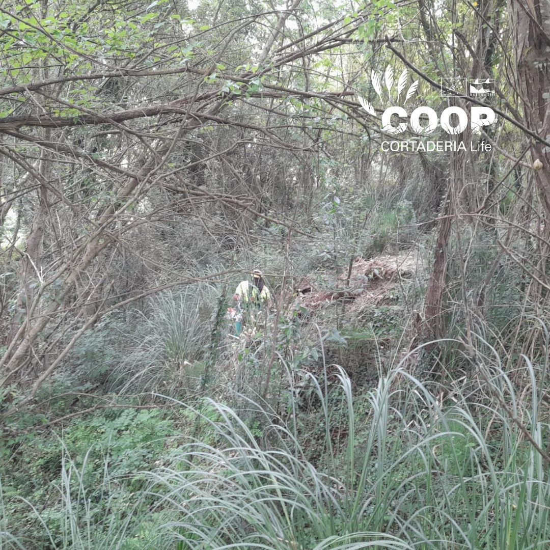 stopcortaderia's tweet image. 🔥 ¡Victoria en #Lamadrid!
Nuestras brigadas eliminan la #invasora #Cortaderia y siembran herbáceas nativas para devolverle vida al territorio.
🌱 Cada semilla, un acto de resistencia ecológica.
💪 ¡Gracias equipo!
#LIFEprogramme #EUBiodiversity #plumero #CoopCortaderia