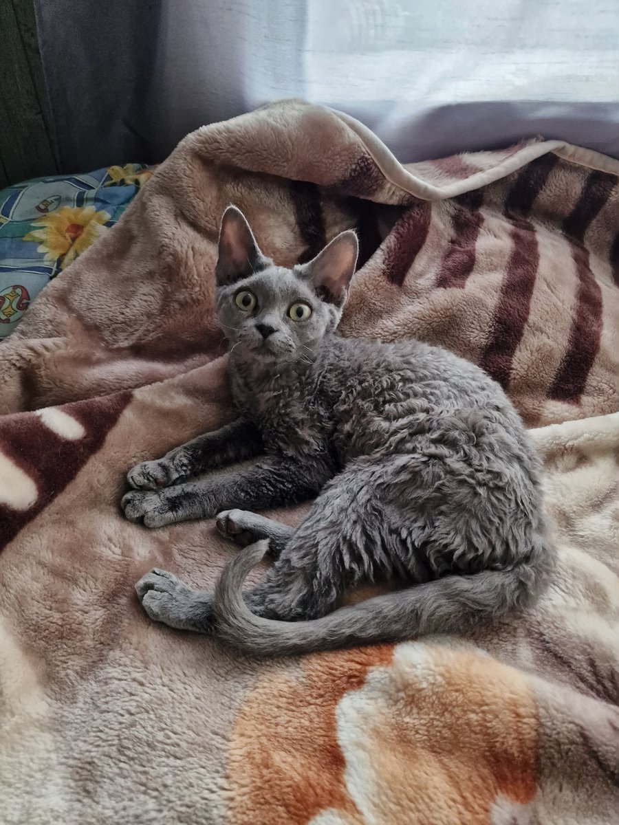 Nikita RØ tweet media