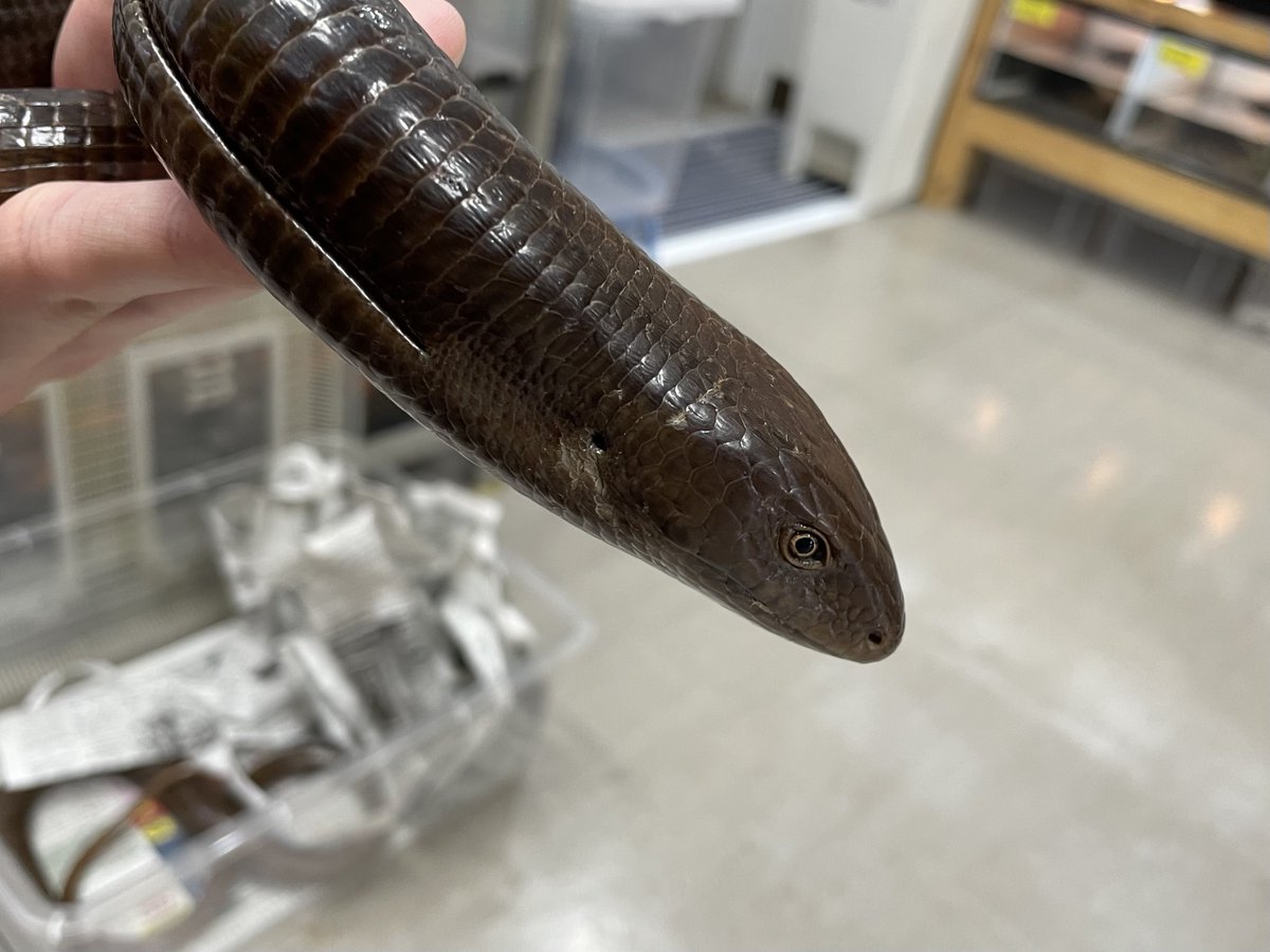 爬虫類倶楽部中野本店 本アカウント on X