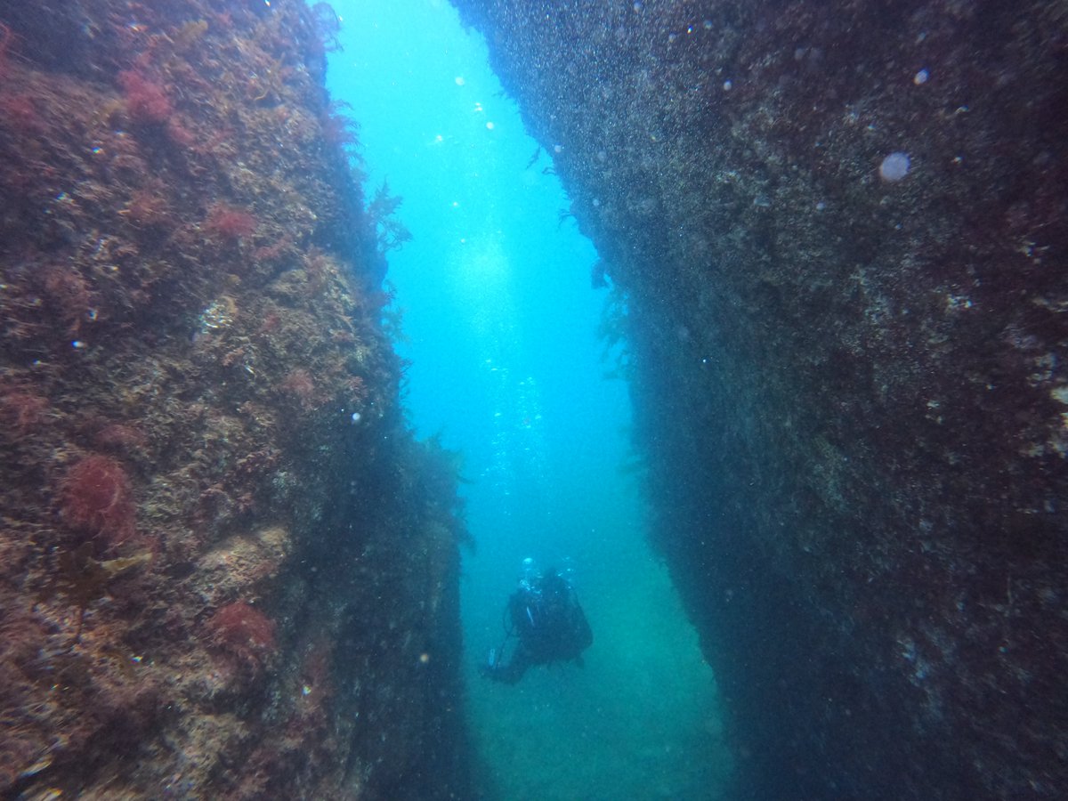 umizono's tweet image. 夏日が続いてます。
今日はファン2ボート
①漁礁 水温23.6度(水深26m)透視度10~12m
②すりばち 水温26.2度(水深16m)透視度10m
夏日&べた凪と、いぃ~感じです・・・あとは透視度が上がるのを待つのみ。#鳥取 #岩美町 #ダイビング #羽尾