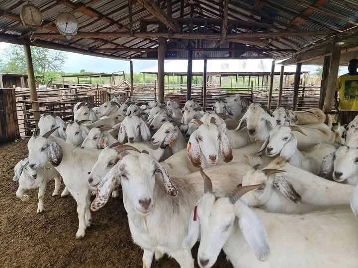 Agric_young's tweet image. Meet Emmanuel Mudau — a successful livestock #farmer who left his sales job to follow his passion. He started #farming with just three #goats and has since grown into a thriving, diversified farm with sheep, goats & cattle.
#Inspiration #LivestockFarming #SouthAfrica #GoatFarming