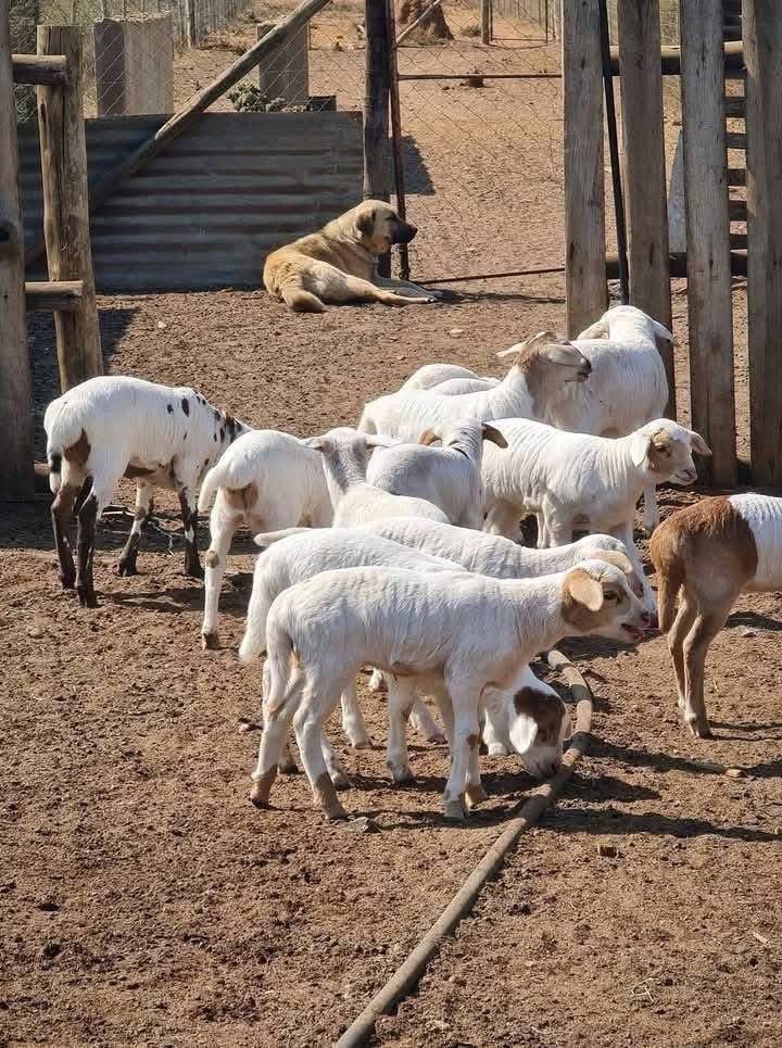Agric_young's tweet image. Meet Emmanuel Mudau — a successful livestock #farmer who left his sales job to follow his passion. He started #farming with just three #goats and has since grown into a thriving, diversified farm with sheep, goats & cattle.
#Inspiration #LivestockFarming #SouthAfrica #GoatFarming