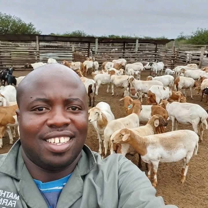 Agric_young's tweet image. Meet Emmanuel Mudau — a successful livestock #farmer who left his sales job to follow his passion. He started #farming with just three #goats and has since grown into a thriving, diversified farm with sheep, goats & cattle.
#Inspiration #LivestockFarming #SouthAfrica #GoatFarming