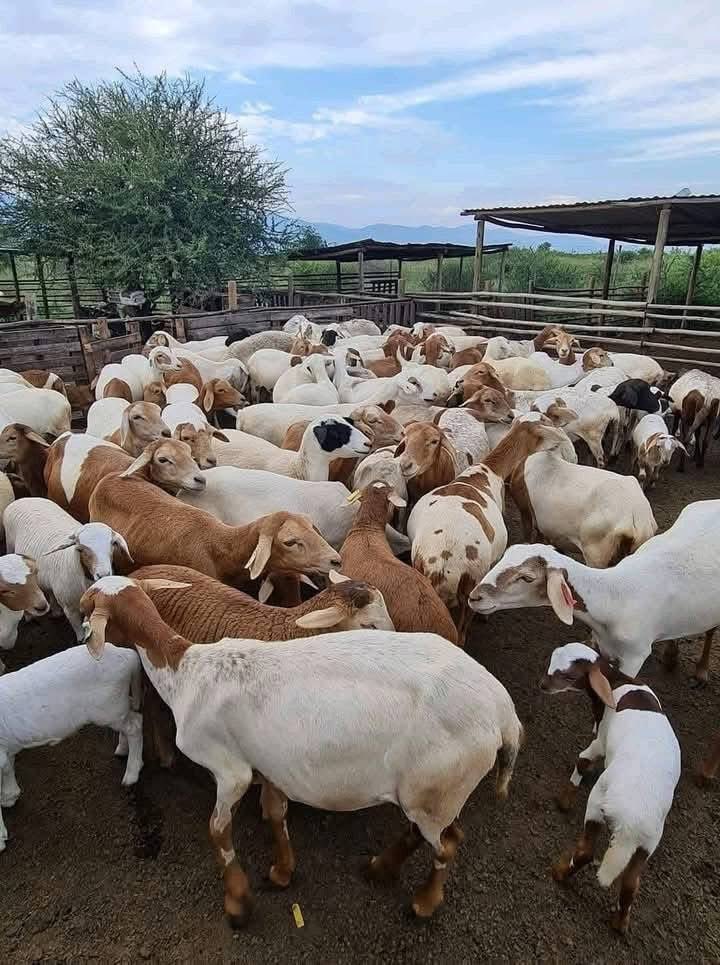 Agric_young's tweet image. Meet Emmanuel Mudau — a successful livestock #farmer who left his sales job to follow his passion. He started #farming with just three #goats and has since grown into a thriving, diversified farm with sheep, goats & cattle.
#Inspiration #LivestockFarming #SouthAfrica #GoatFarming