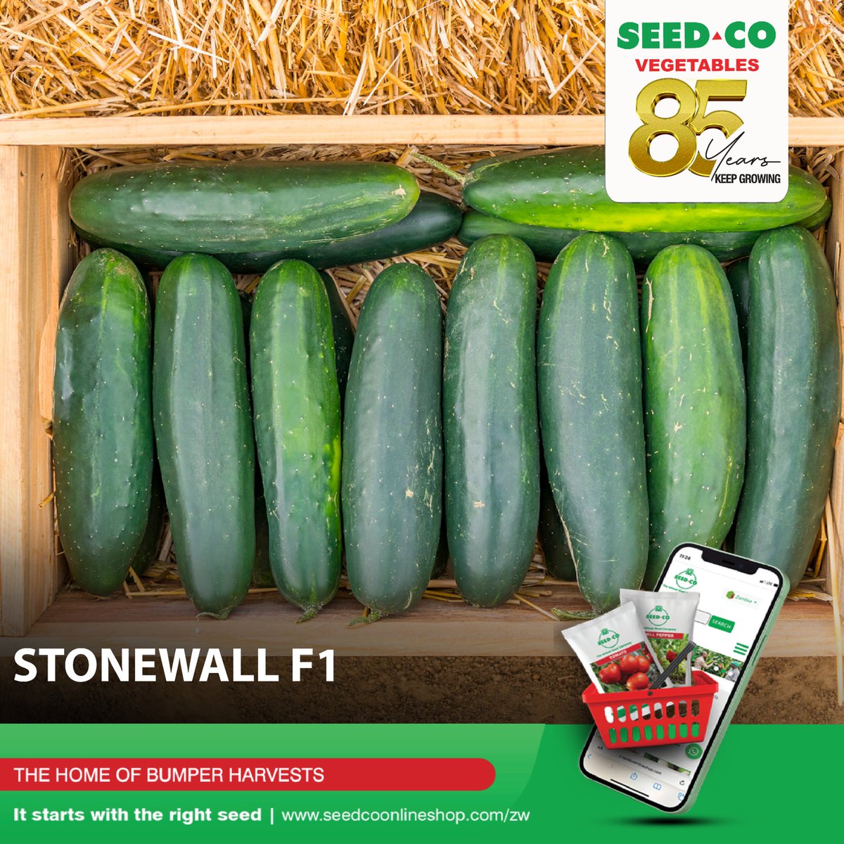 SeedCoVegZim's tweet image. 𝗦𝘁𝗼𝗻𝗲𝘄𝗮𝗹𝗹 𝗙𝟭 reliably delivers abundant harvests of premium-quality cucumbers - exceptionally dark, glossy, and visually appealing.

To buy and learn more about 𝗖𝘂𝗰𝘂𝗺𝗯𝗲𝗿 𝗦𝘁𝗼𝗻𝗲𝘄𝗮𝗹𝗹 𝗙𝟭, send your inquiries via WhatsApp to +263 715 350 654.