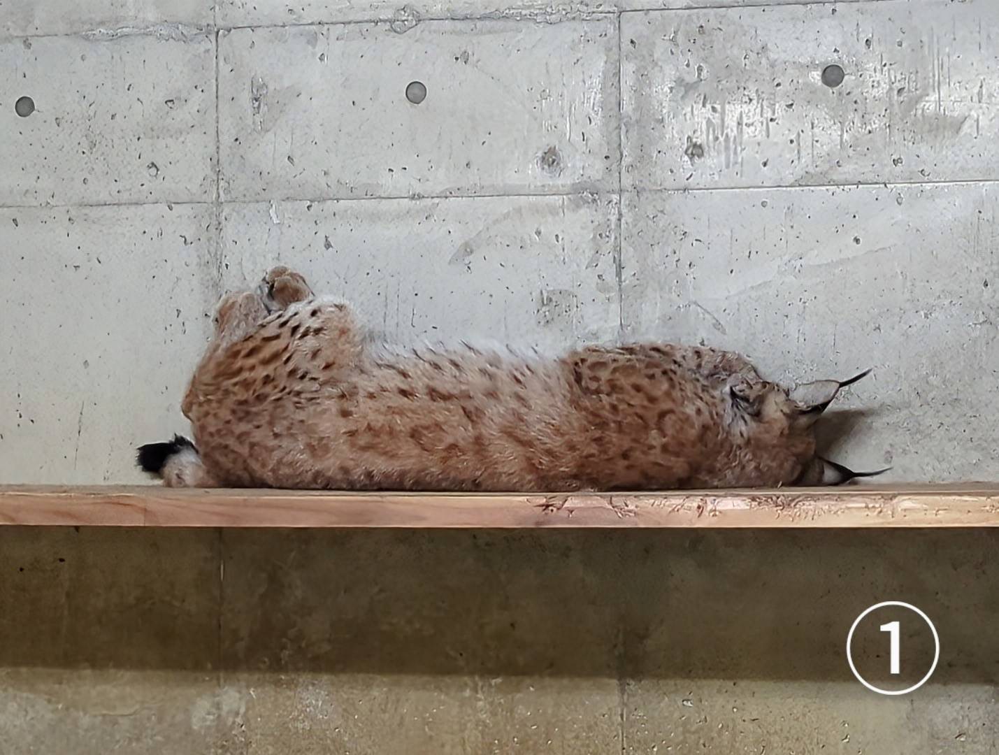 神戸市立王子動物園（公式） on X: 