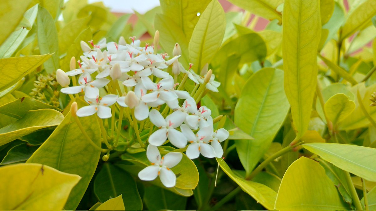 HITESH PRAJAPATI (@prajapa08946918) on Twitter photo 🌈 A vibrant garden blooms with nature’s colors! 🌸⚘️🌼 Experience the magic of monsoon blended with science—only at @RSCpatan. A must-visit this season!" <a href="/InfoGujcost/">Gujarat Council on Science & Technology 🇮🇳</a> <a href="/narottamsahoo/">Narottam Sahoo</a> <a href="/dstGujarat/">Department of Science & Technology, Gujarat</a> 🌈 A vibrant garden blooms with nature’s colors! 🌸⚘️🌼 Experience the magic of monsoon blended with science—only at @RSCpatan. A must-visit this season!" <a href="/InfoGujcost/">Gujarat Council on Science & Technology 🇮🇳</a> <a href="/narottamsahoo/">Narottam Sahoo</a> <a href="/dstGujarat/">Department of Science & Technology, Gujarat</a>