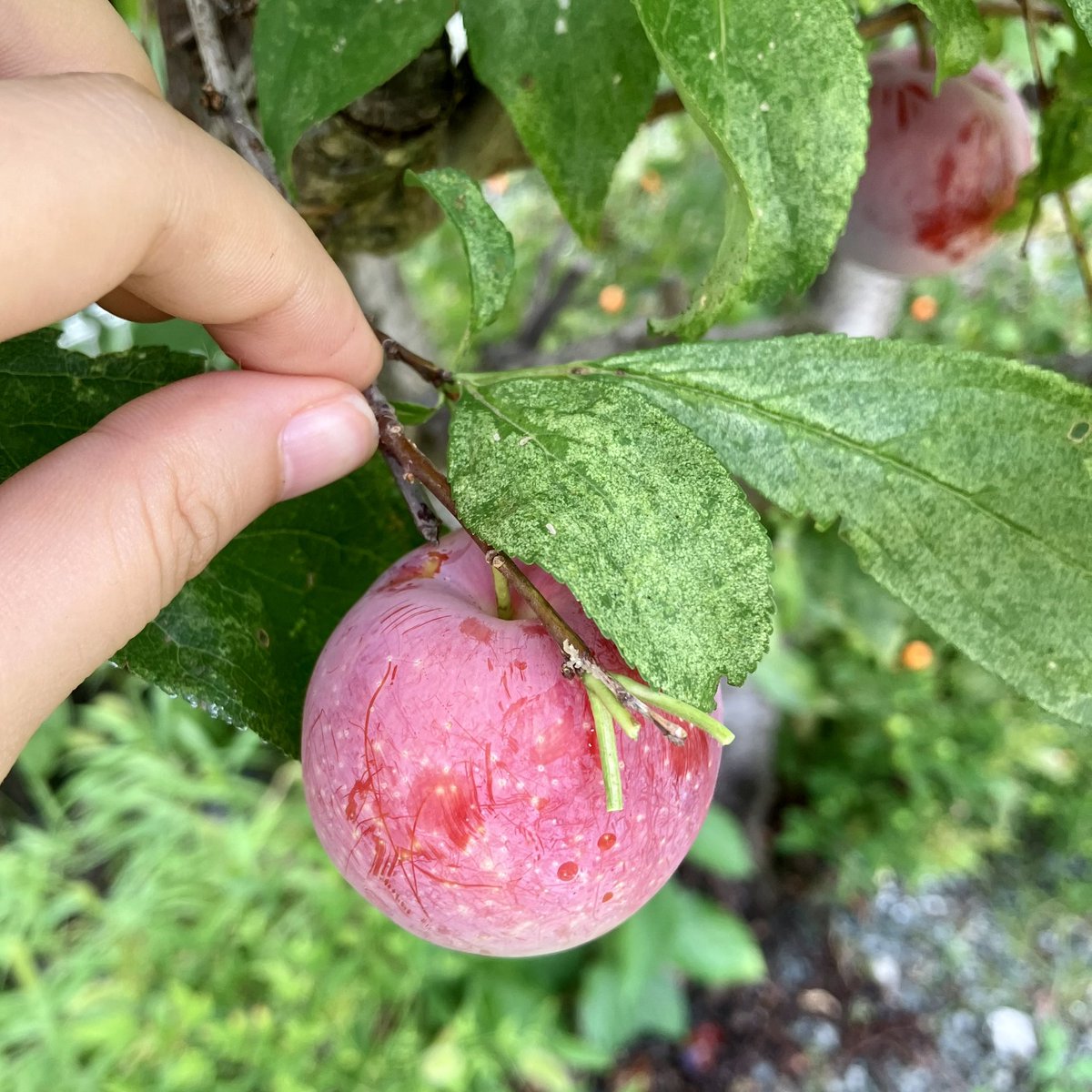 おうちの植物たちがいきいきしている