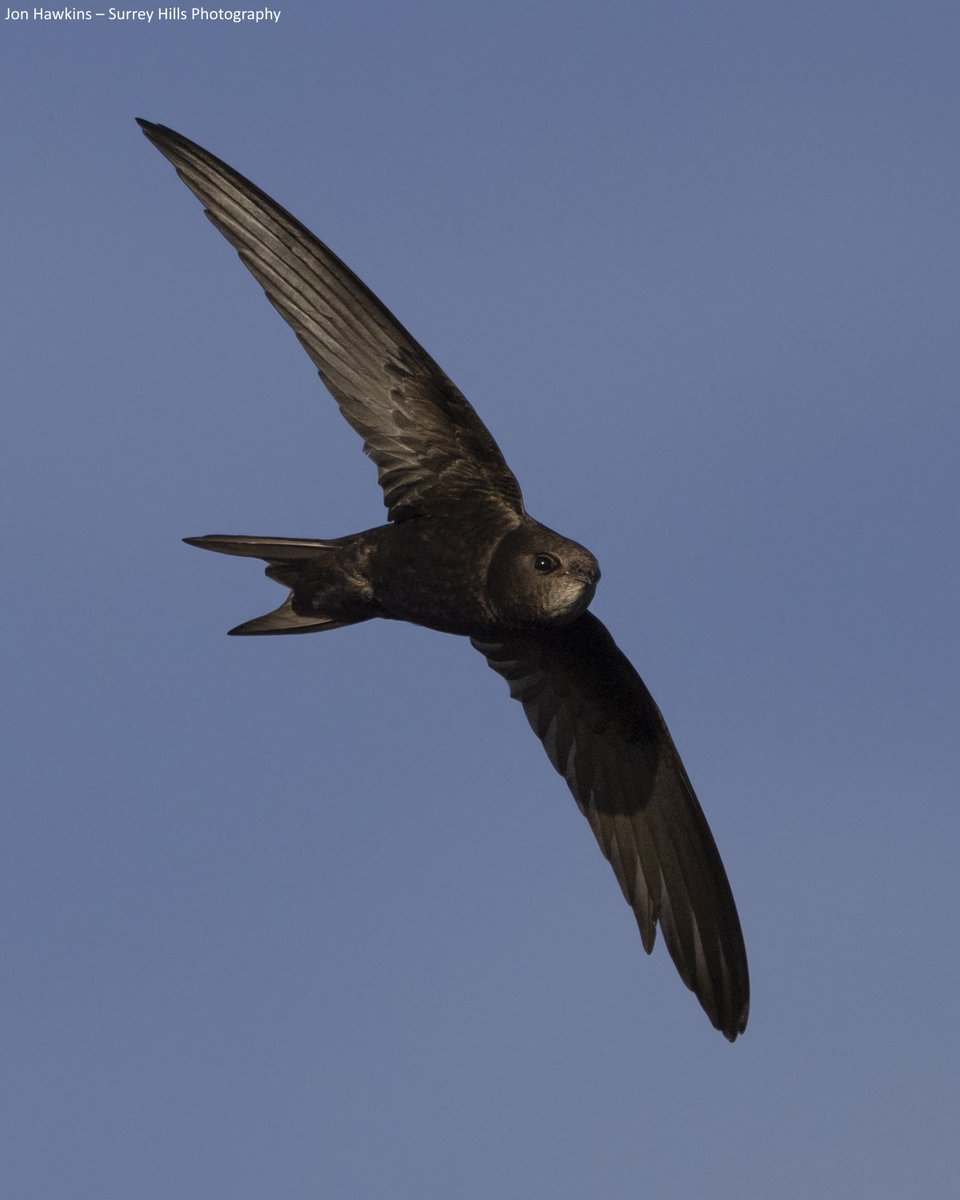 It’s #SwiftAwarenessWeek!

Ever seen silhouettes swooping through the summer sky? Swifts, swallows, house martins and sand martins are all UK summer visitors. But how do you tell them apart? 👀

Here are our top tips to ID them 👉 wildlifetrusts.org/wildlife/how-i…