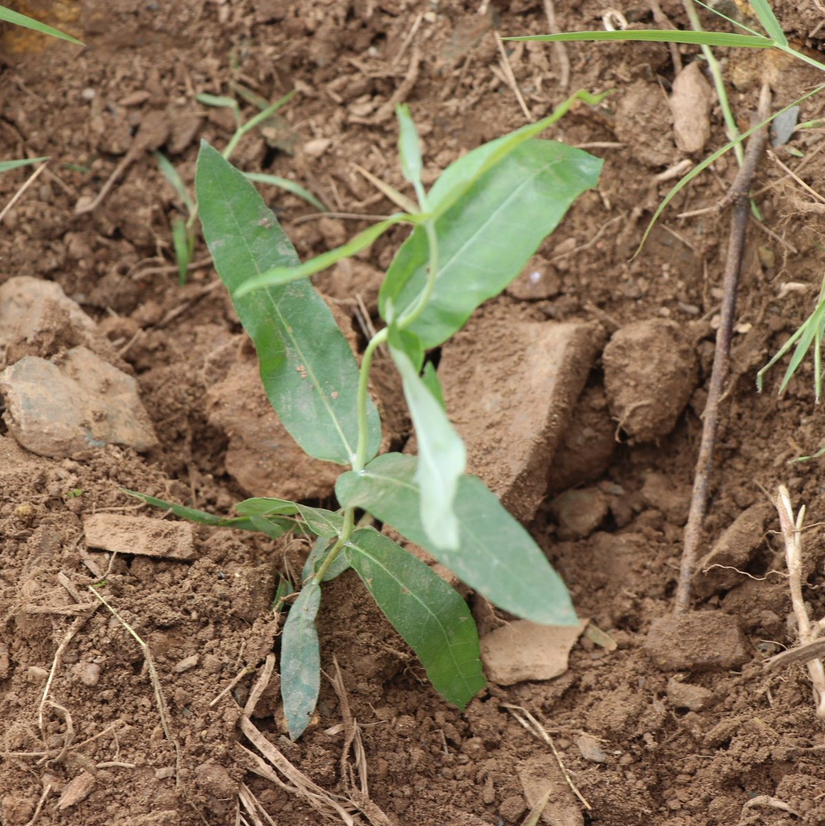 JMukundente's tweet image. Did you know?
Eucalyptus trees help regulate water, reduce flooding, and prevent soil erosion on degraded lands.
They’re a key player in climate smart landscapes.
#EucalyptusBenefits #greensolutions