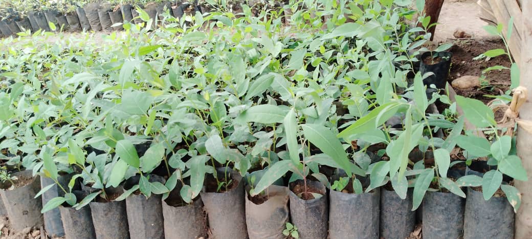 JMukundente's tweet image. Did you know?
Eucalyptus trees help regulate water, reduce flooding, and prevent soil erosion on degraded lands.
They’re a key player in climate smart landscapes.
#EucalyptusBenefits #greensolutions