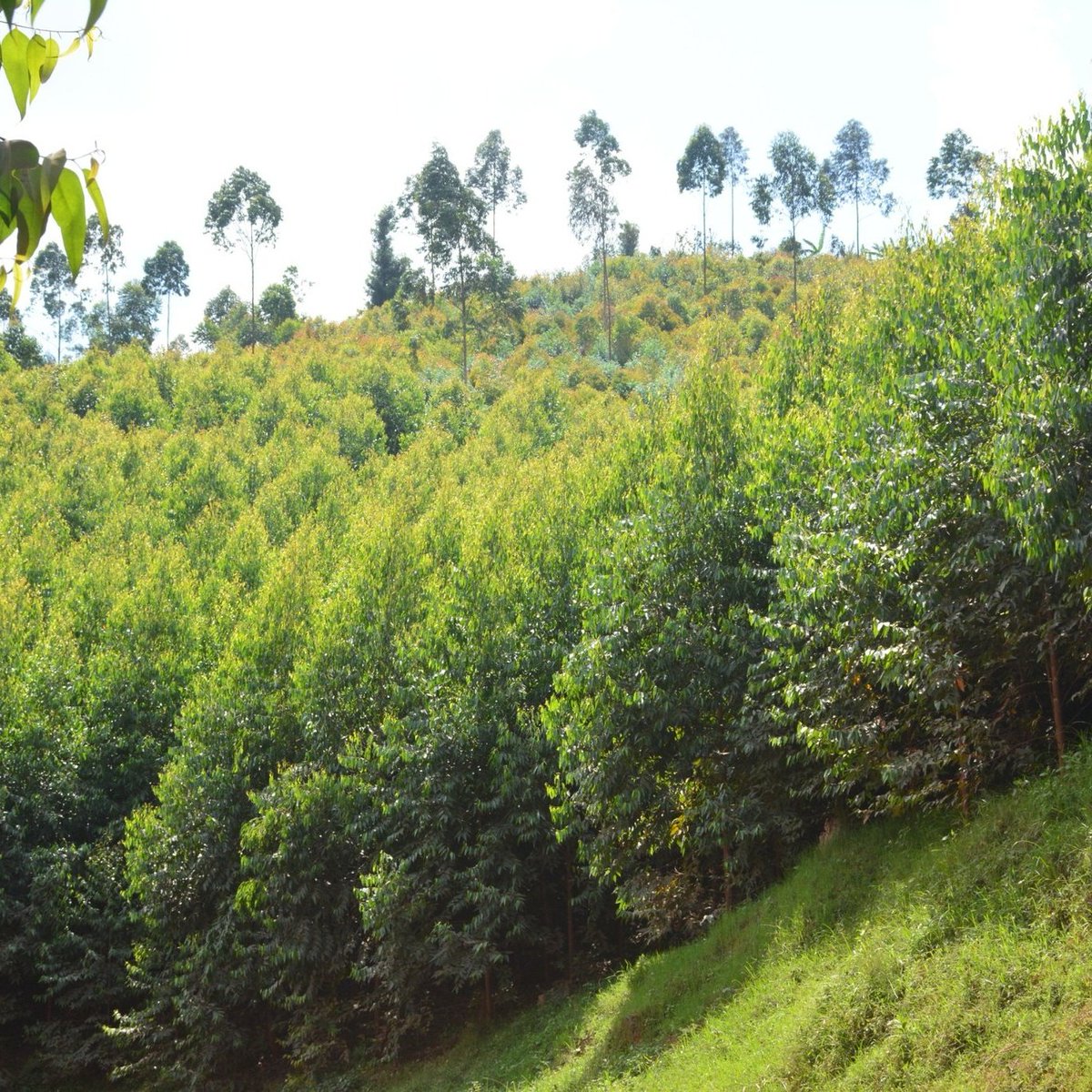 JMukundente's tweet image. Did you know?
Eucalyptus trees help regulate water, reduce flooding, and prevent soil erosion on degraded lands.
They’re a key player in climate smart landscapes.
#EucalyptusBenefits #greensolutions