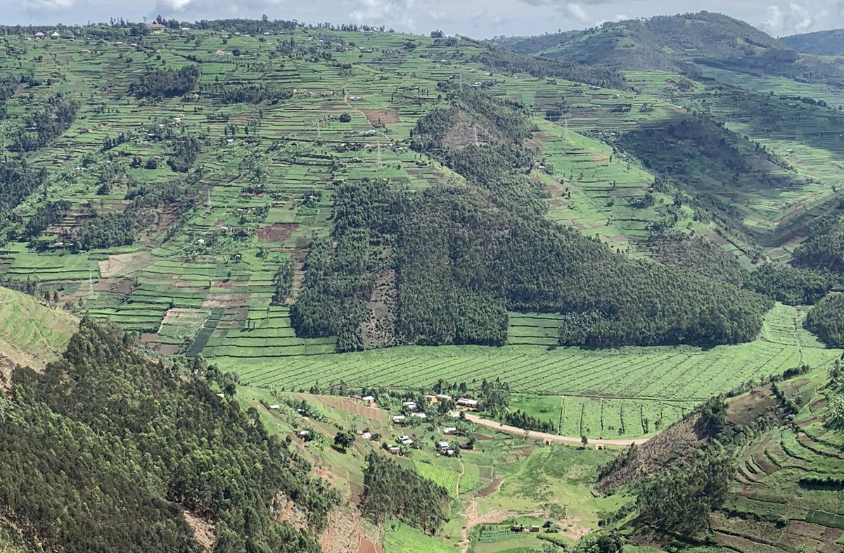 JMukundente's tweet image. Did you know?
Eucalyptus trees help regulate water, reduce flooding, and prevent soil erosion on degraded lands.
They’re a key player in climate smart landscapes.
#EucalyptusBenefits #greensolutions