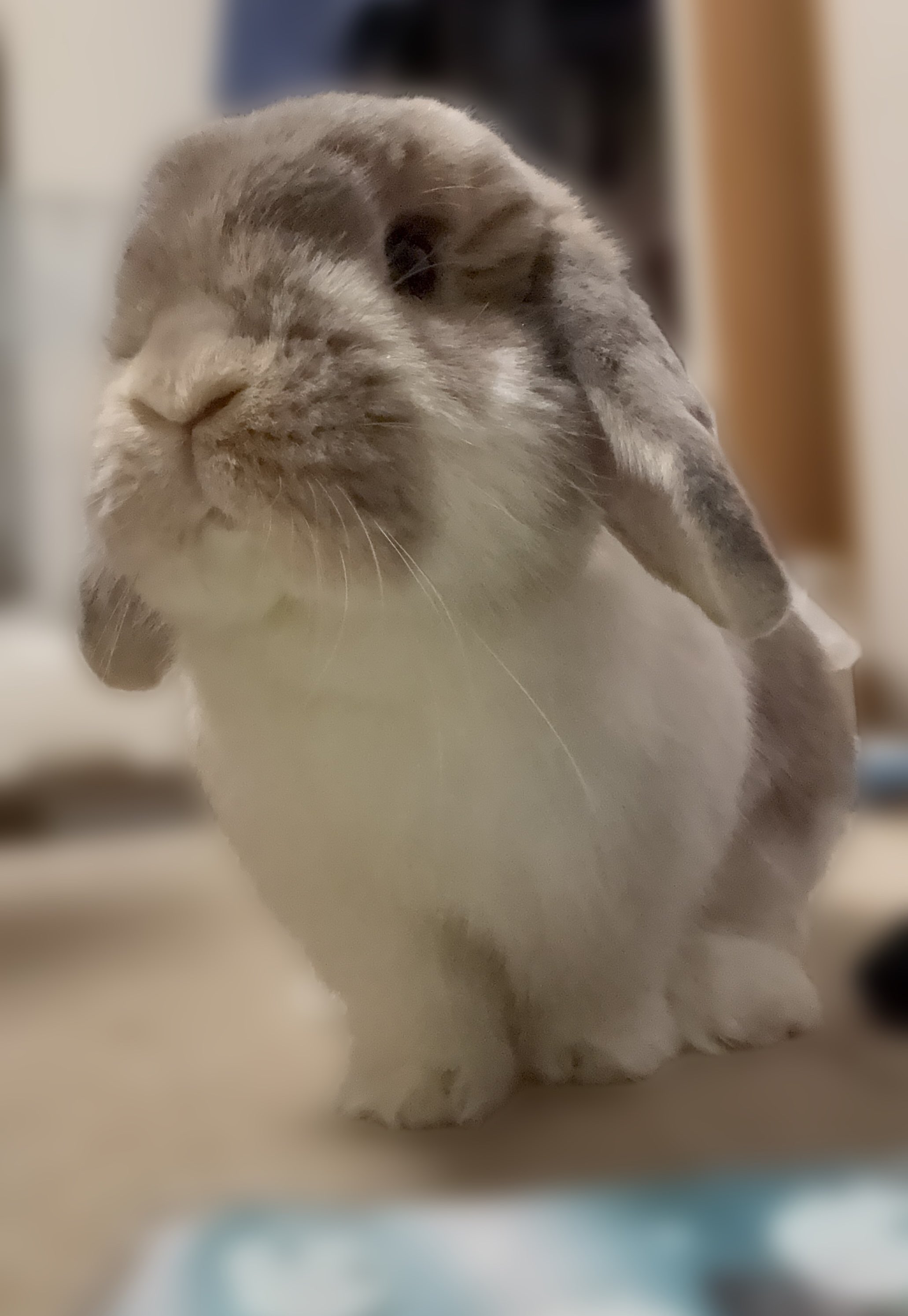 うさぎのミミちゃん🐰 on X: 