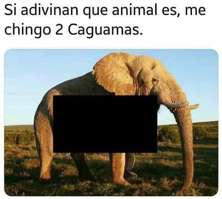Mayate 💪🏼🍻 (@mayateactivo) on Twitter photo Jalo! 🍻🍻🍻 Pero manden pa' comprarlas jajajajaja Jalo! 🍻🍻🍻 Pero manden pa' comprarlas jajajajaja