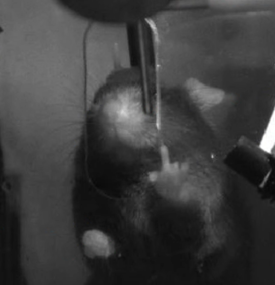 HenryYin19's tweet image. on our lab slack someone shared this picture with the title "angry mouse." I will not share the brain area stimulated.