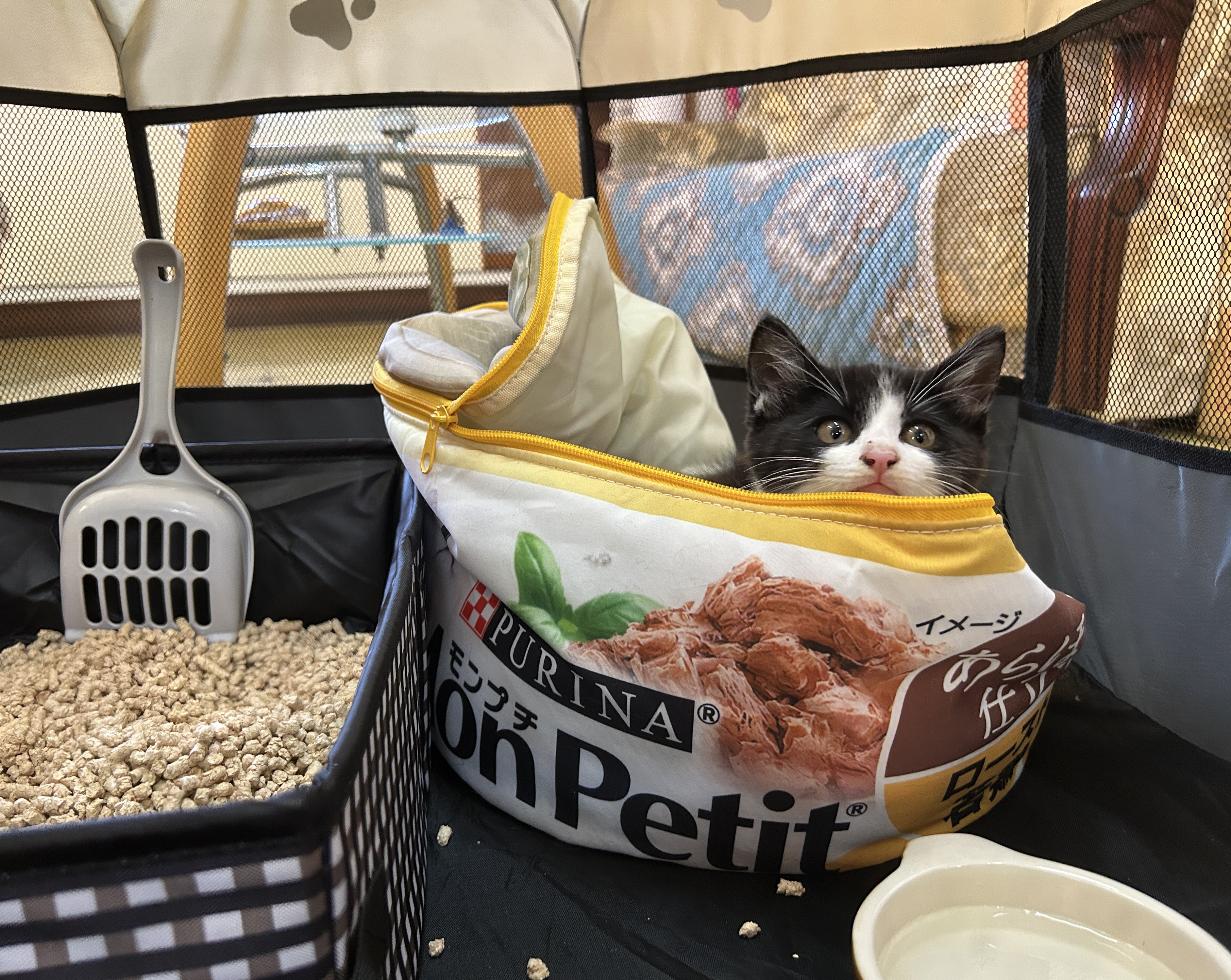 モンプチ☆猫ちゃんご飯^_^☆お値下げ中❣️ モンプチ - Search / X