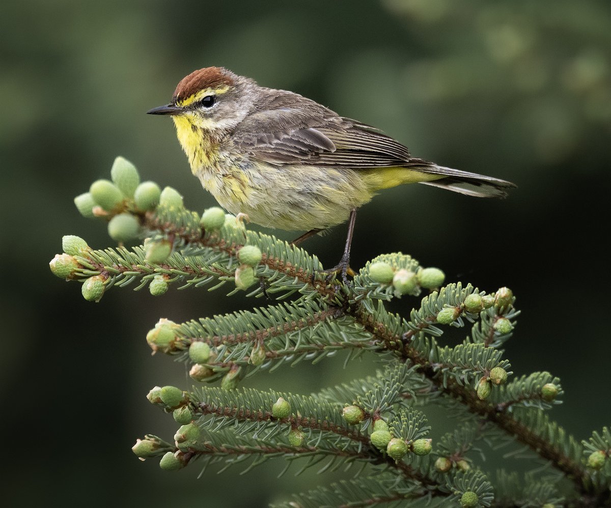 frpaulkammen's tweet image. A Palm Warbler from Koochiching County in mid-June; got him on a couple of perches I liked. #birds #birdphotogrpahy #nature