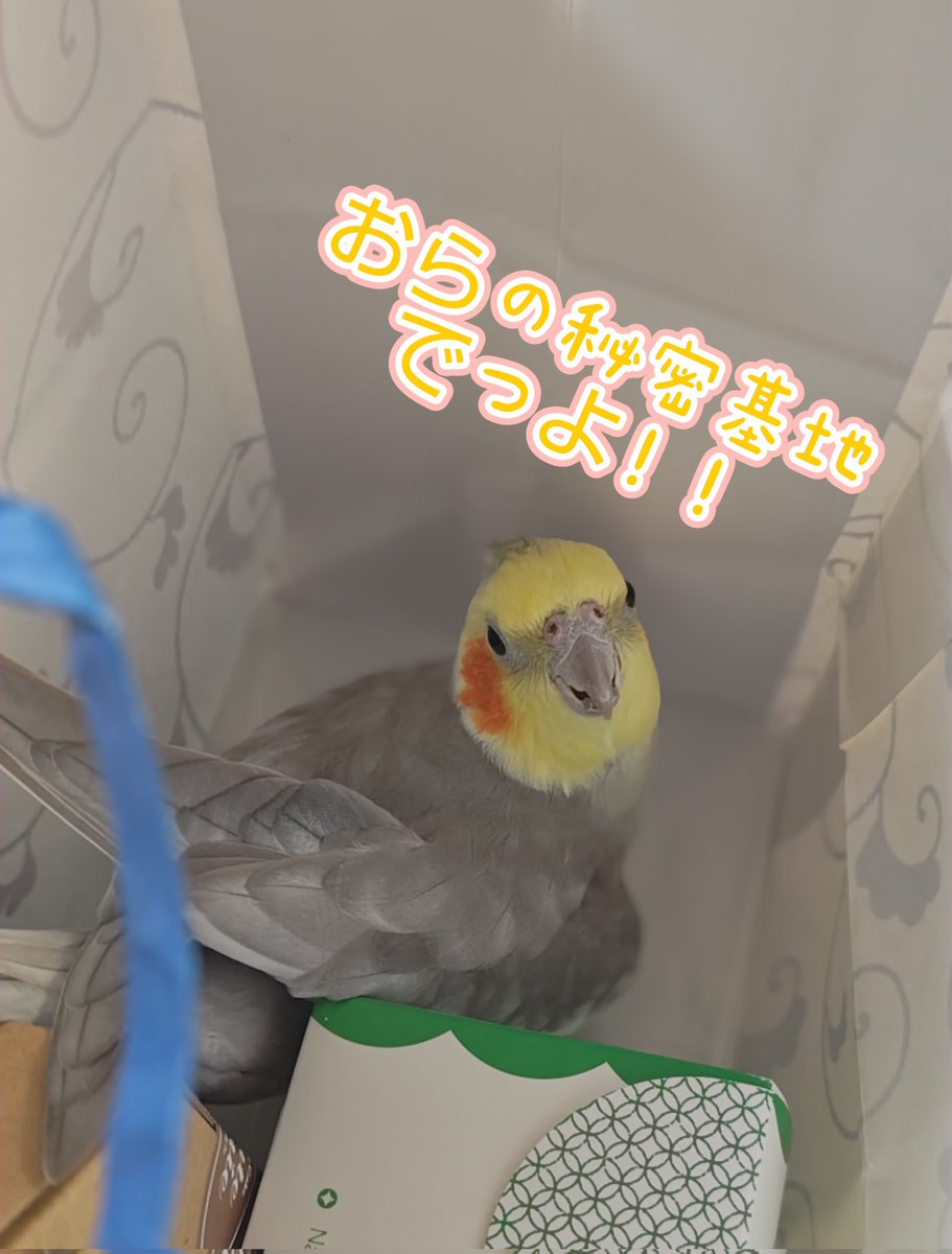 keifukubird's tweet photo. 秘密基地ですかね？？

きょーきょー言っ��るから何かと思ったら勝手に頂いたお土産の袋に入って遊んでる…箱齧ってるし（笑）

その後自分でちゃんと出てきましたよ。さすが穢れなき永遠の3歳児。

#オカメインコ 
#鳥好きさんと繋がりたい https://t.co/LvBY9WFn2R