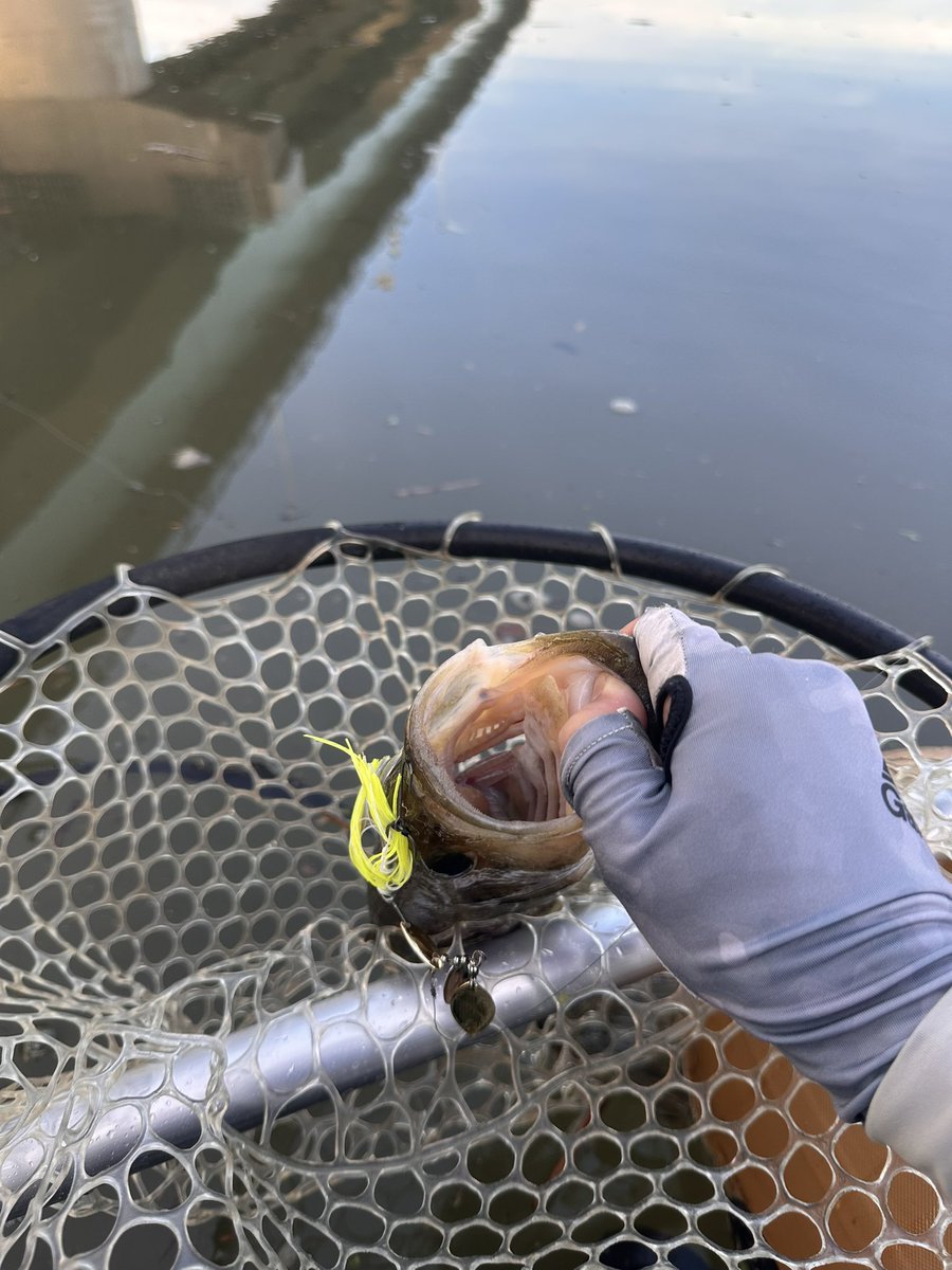 しごまえ1.5時間！
ベイビーブルは安定してバイトもあるし釣れる🐟

#ボトムアップ
#ベイビーブル