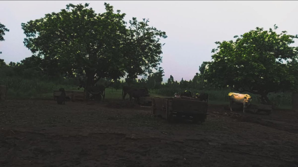 Gondalsays786's tweet image. Good morning🌸
#Punjab
#pind