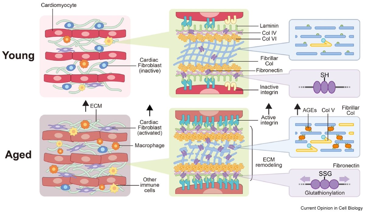 Jennifer Young (@nano_jenn) on Twitter photo Check out our lab's latest review by <a href="/MFarisHazwan/">𝑭𝑨𝑹𝑰𝑺</a> <a href="/MBIsg/">Mechanobiology Institute</a> <a href="/BME_NUS/">NUSBME</a> in Current Opinion in Cell Biology <a href="/sciencedirect/">Elsevier | ScienceDirect</a>
🔗sciencedirect.com/science/articl…
We teamed up w/Brian Aguado <a href="/ucsdbe/">UC San Diego Bioengineering</a> to highlight region- & sex-specificity of #ECM signaling in the aging heart!🫀
Hope you enjoy! Check out our lab's latest review by <a href="/MFarisHazwan/">𝑭𝑨𝑹𝑰𝑺</a> <a href="/MBIsg/">Mechanobiology Institute</a> <a href="/BME_NUS/">NUSBME</a> in Current Opinion in Cell Biology <a href="/sciencedirect/">Elsevier | ScienceDirect</a>
🔗sciencedirect.com/science/articl…
We teamed up w/Brian Aguado <a href="/ucsdbe/">UC San Diego Bioengineering</a> to highlight region- & sex-specificity of #ECM signaling in the aging heart!🫀
Hope you enjoy!