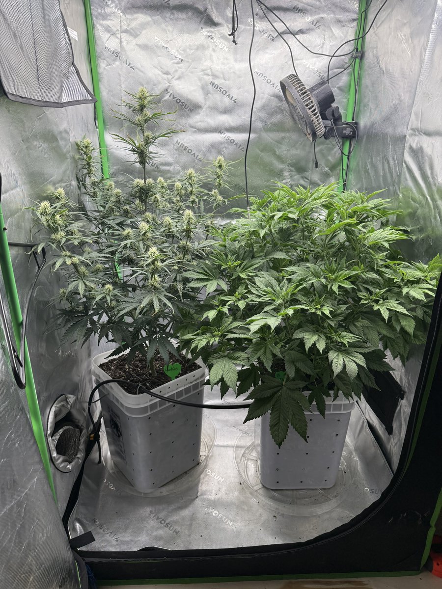 Farmer Wiggles (@farmer_wiggles) on Twitter photo Who doesn’t love a good bush when they are waiting to defol 😂
Day 43
Wookiees and Dr Dark Devil from <a href="/BeanGeniePNW/">BeanGenie PNW</a>
Grown in <a href="/grow_peaceful/">Grow Peaceful</a> Bucket/Soil Who doesn’t love a good bush when they are waiting to defol 😂
Day 43
Wookiees and Dr Dark Devil from <a href="/BeanGeniePNW/">BeanGenie PNW</a>
Grown in <a href="/grow_peaceful/">Grow Peaceful</a> Bucket/Soil