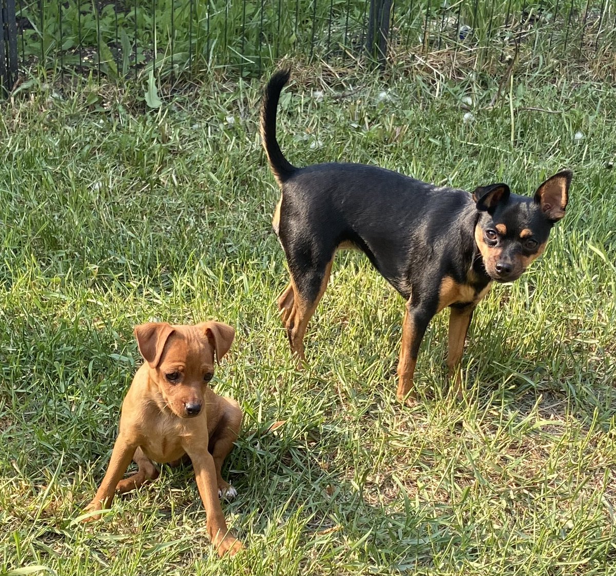 OutlanderCanuck's tweet image. So we adopted Steve. He’s Ruby’s 1/2 brother (same dad)  he’s a year younger than Ruby. He’s a sweet boy who’s always smiling. 🤎 
Our pack is complete 🖤🤎🐾